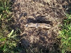 Ozark Trail Titanium-Coated Knife -Freedom Camping Store 100 0531