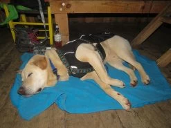 Stunt Puppy Sub Woofer -Freedom Camping Store 2018 hadsel 40