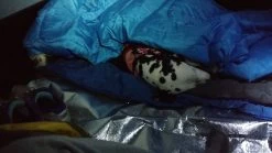 UST Survival Blanket 2.0 -Freedom Camping Store Camping