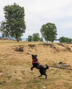 Kurgo Journey Air Harness -Freedom Camping Store DAR TRIP 77 kurgo