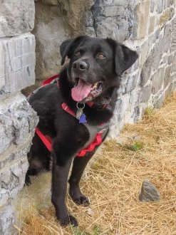 Kurgo Journey Air Harness -Freedom Camping Store DAR TRIP 96