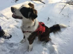 Ruffwear Web Master Harness -Freedom Camping Store IMG 0775