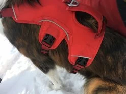 Ruffwear Web Master Harness -Freedom Camping Store IMG 0781