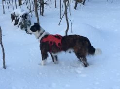 Ruffwear Web Master Harness -Freedom Camping Store IMG 0782