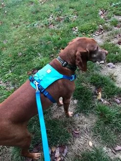 Ruffwear Hi & Light Harness -Freedom Camping Store IMG 1607