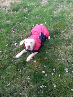 Stunt Puppy Puff Doggy -Freedom Camping Store IMG 20181215 152157030