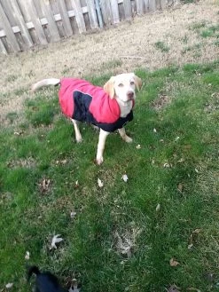 Stunt Puppy Puff Doggy -Freedom Camping Store IMG 20181215 152203128