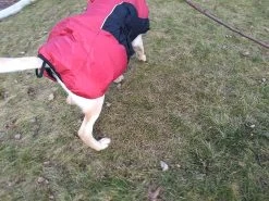 Stunt Puppy Puff Doggy -Freedom Camping Store IMG 20181215 152451020 BURST001