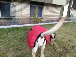 Stunt Puppy Puff Doggy -Freedom Camping Store IMG 20181215 152536238