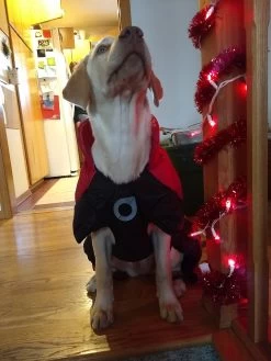 Stunt Puppy Puff Doggy -Freedom Camping Store IMG 20181215 152750130