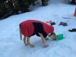 Stunt Puppy Puff Doggy -Freedom Camping Store IMG 20181222 075334658