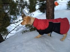 Stunt Puppy Puff Doggy -Freedom Camping Store IMG 20181222 075753692