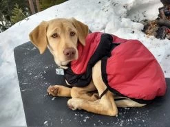 Stunt Puppy Puff Doggy -Freedom Camping Store IMG 20181222 090002369 HDR