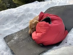 Stunt Puppy Puff Doggy -Freedom Camping Store IMG 20181222 090348122 HDR