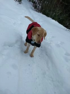 Stunt Puppy Puff Doggy -Freedom Camping Store IMG 20181222 093606419 BURST001