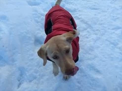 Stunt Puppy Puff Doggy -Freedom Camping Store IMG 20181229 134128394