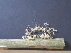 Leatherman Style CS -Freedom Camping Store IMG 3019