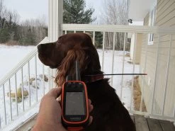 Garmin Astro 900 8 Garmin Astro 900 -Freedom Camping Store IMG 3992 1