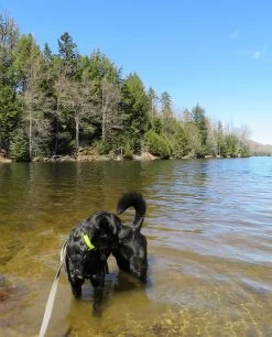 Ruffwear Headwater Collar -Freedom Camping Store april grrsp 3