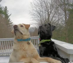 Ruffwear Headwater Collar -Freedom Camping Store collar gate 4