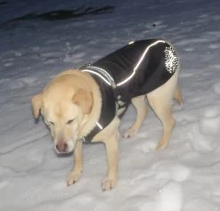 Stunt Puppy Sub Woofer -Freedom Camping Store dog coat at night