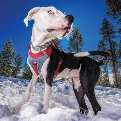 Kurgo Journey Air Harness -Freedom Camping Store journeyair5