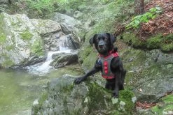 Kurgo Journey Air Harness -Freedom Camping Store kugo catamount 5