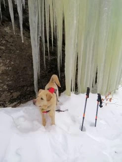 Tubbs 3-Part Snowshoe Poles -Freedom Camping Store laraway 9