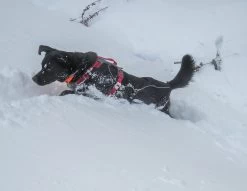 Kurgo Journey Air Harness -Freedom Camping Store snowdog 12