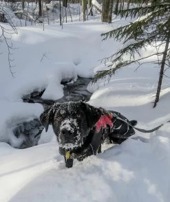 Stunt Puppy Stunt Runner -Freedom Camping Store tubbs48 7jan snsp 15