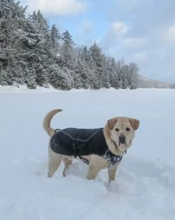 Stunt Puppy Sub Woofer -Freedom Camping Store tubbs62 25jan grrsp 19 dog coat no harness