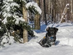 Stunt Puppy Sub Woofer -Freedom Camping Store tubbs65 28jan sterling cat 24 NB 2