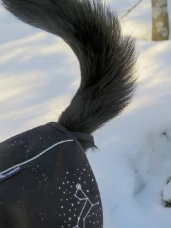 Stunt Puppy Sub Woofer -Freedom Camping Store tubs39 27dec callagys 2 edgar DOGCOAT 2