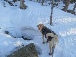Stunt Puppy Stunt Runner -Freedom Camping Store winter hike 9 taylor lodge 12