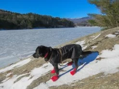 Stunt Puppy Sub Woofer -Freedom Camping Store winter hike7 3 dogcoat